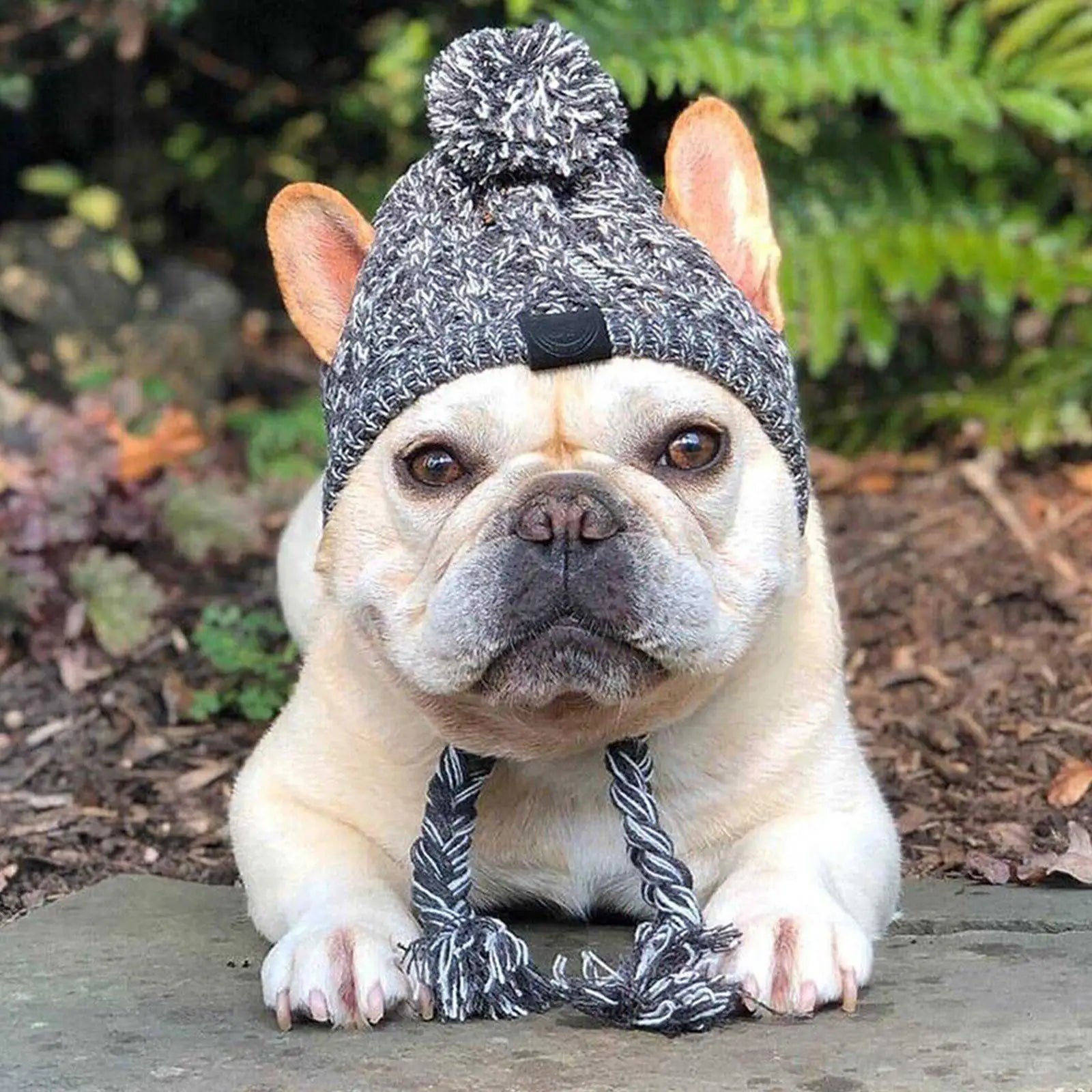 Winter Dog Beanie - Deveaux