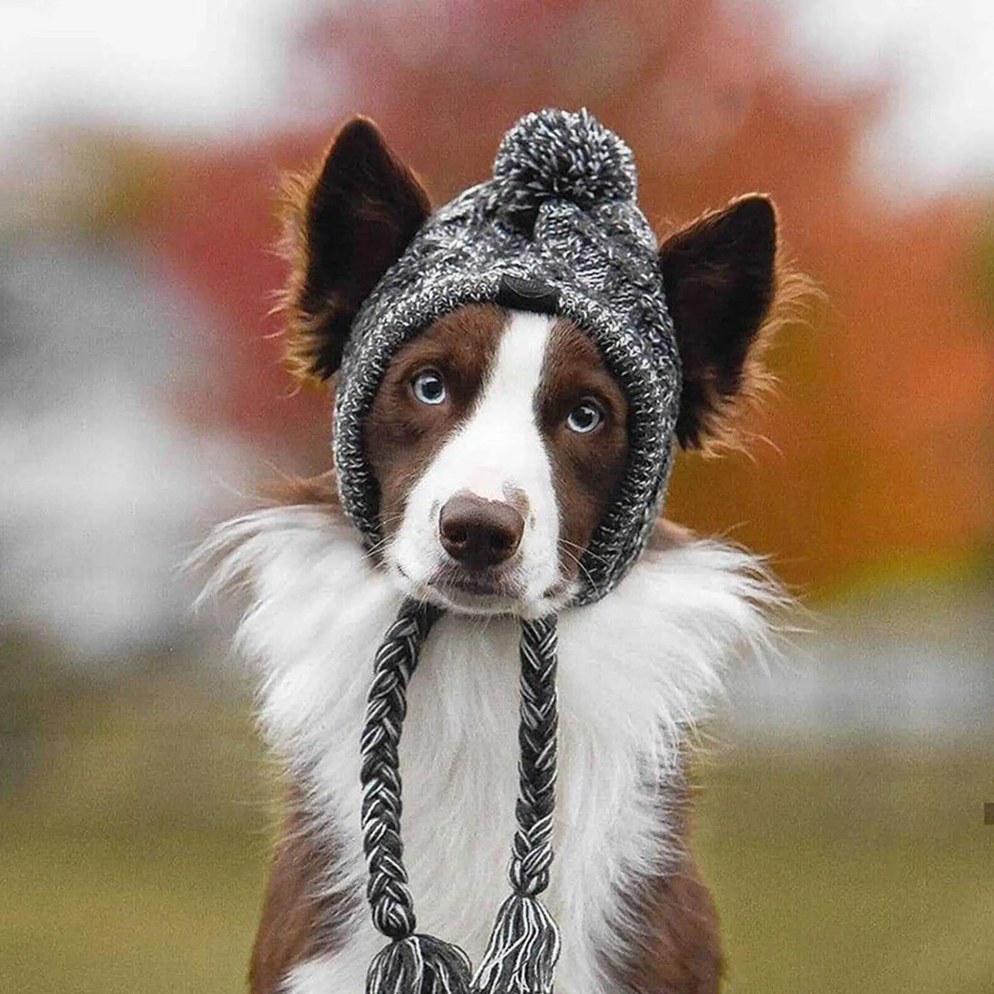 Winter Dog Beanie - Deveaux